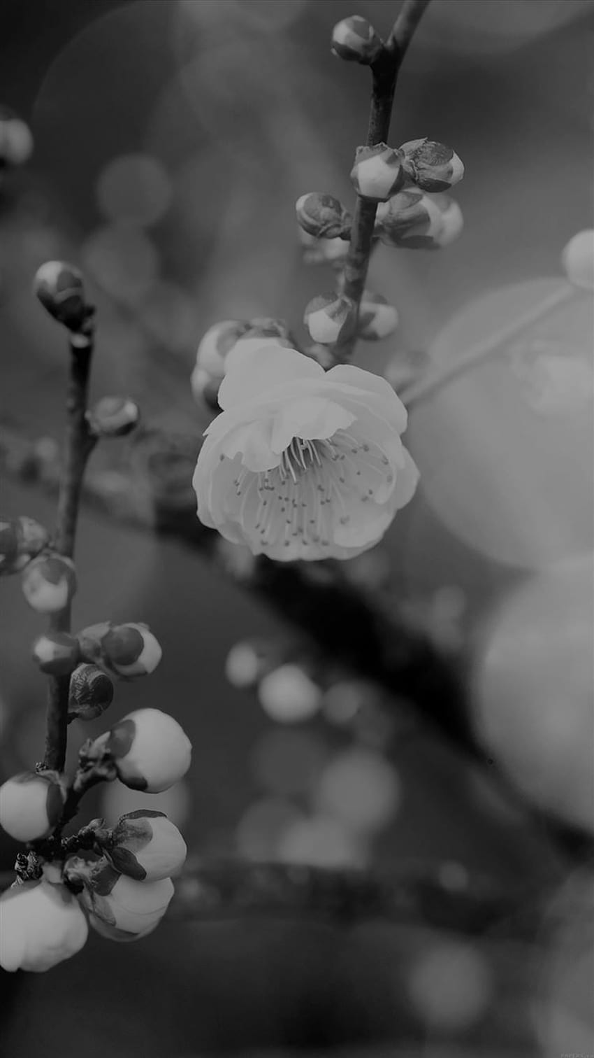 Aprikosen-Blüten-Knospen-Dunkel-Frühlings-Natur, Schwarzweiss-Natur HD-Handy-Hintergrundbild