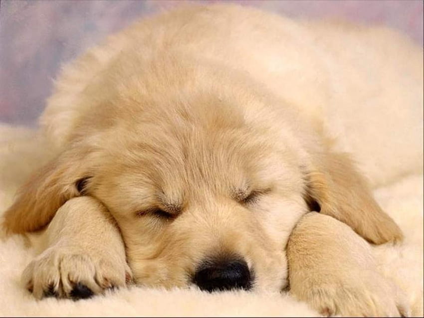 Dreaming..., pies, słodki, złoty, uroczy, cudowny, śpiący, mały, szczeniak, zmęczony, labrador, zwierzęta Tapeta HD