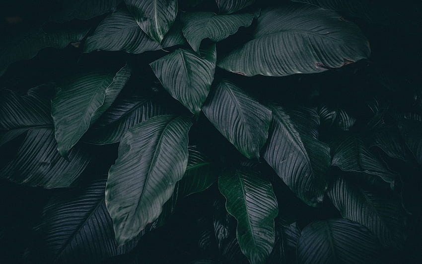 leaves, plant, dark ultra 16:10, Dark Leaves Aesthetic HD wallpaper
