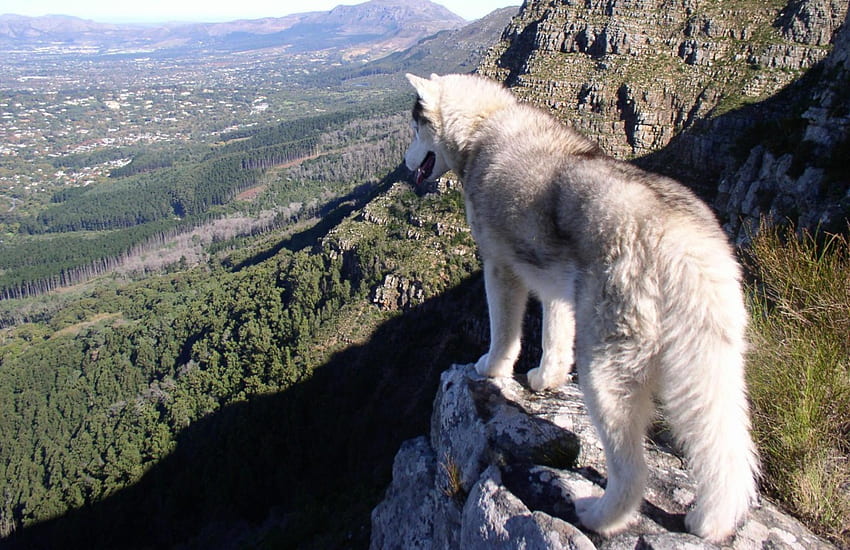 serigala gunung, agung, serigala abu-abu, serigala, abstrak, alam, persahabatan, anjing, arktik Wallpaper HD
