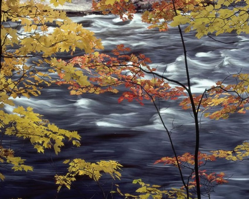 rideau de feuilles, orange, jaune, ruisseau Fond d'écran HD