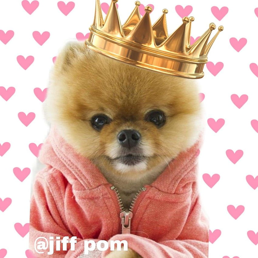 Jiff pom cute - by HD phone wallpaper | Pxfuel