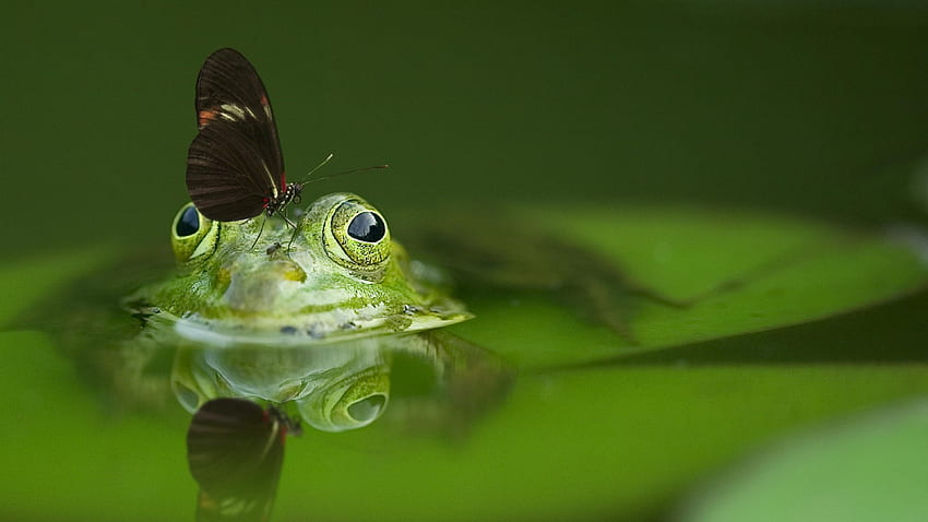 the frog and butterfly, Butterfly, nature, frog, water HD wallpaper