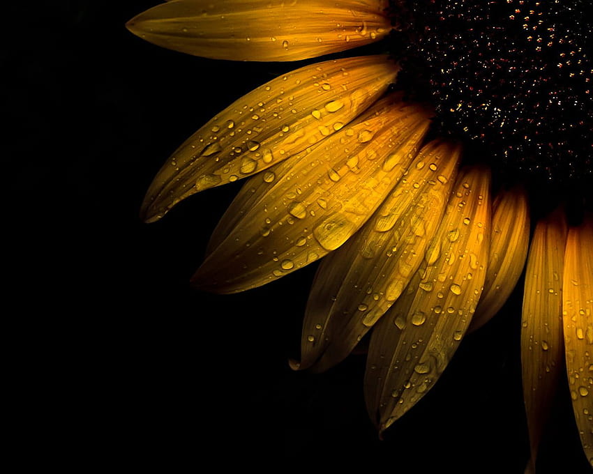 Macro Of Water Dew On Sunflower, Black Sunflower HD wallpaper