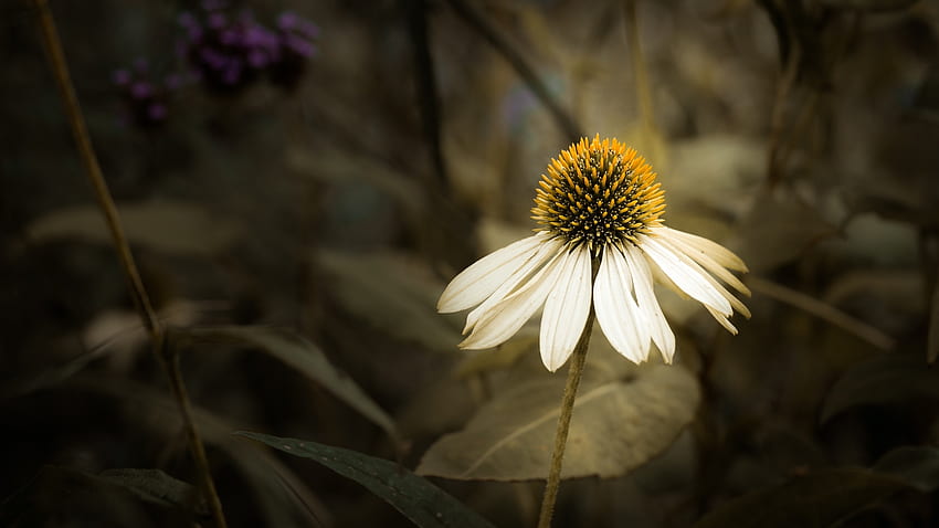 Schöne Blume, Natur, Pflanzen, Nahaufnahme, Blume HD-Hintergrundbild