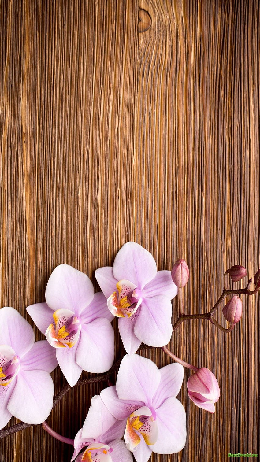 蘭の花 iPhone , オレンジ蘭 HD電話の壁紙