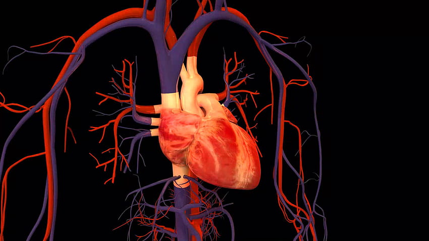 Menschliches Herz, 3D-Anatomie HD-Hintergrundbild