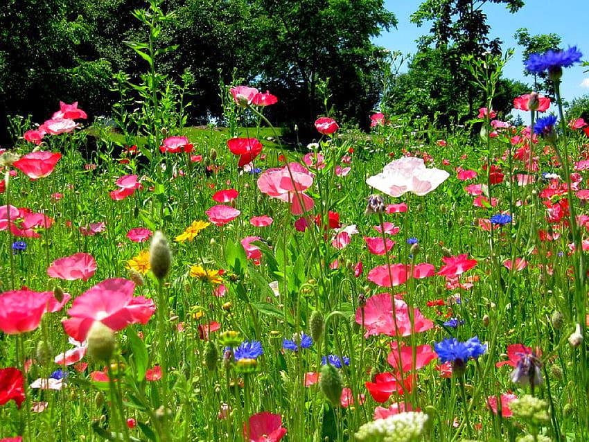 Dzikie kwiaty, kolorowe, kwiaty, dziki Tapeta HD