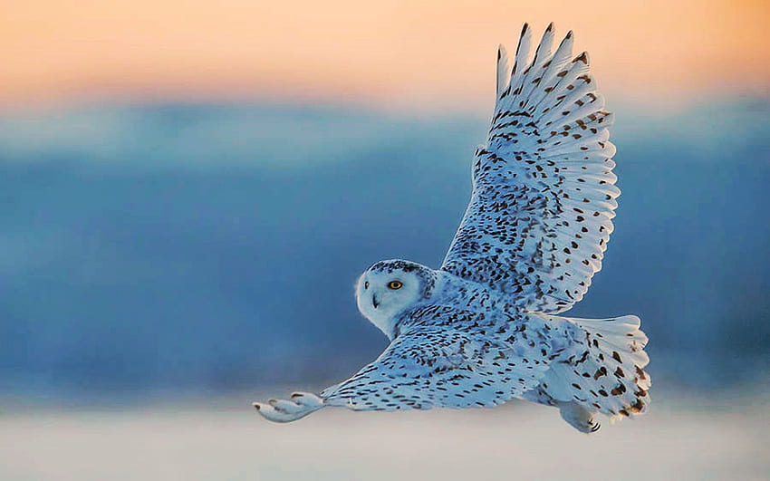 Sowa śnieżna latająca o zachodzie słońca, skrzydła, niebo, natura, ptak, raptor Tapeta HD