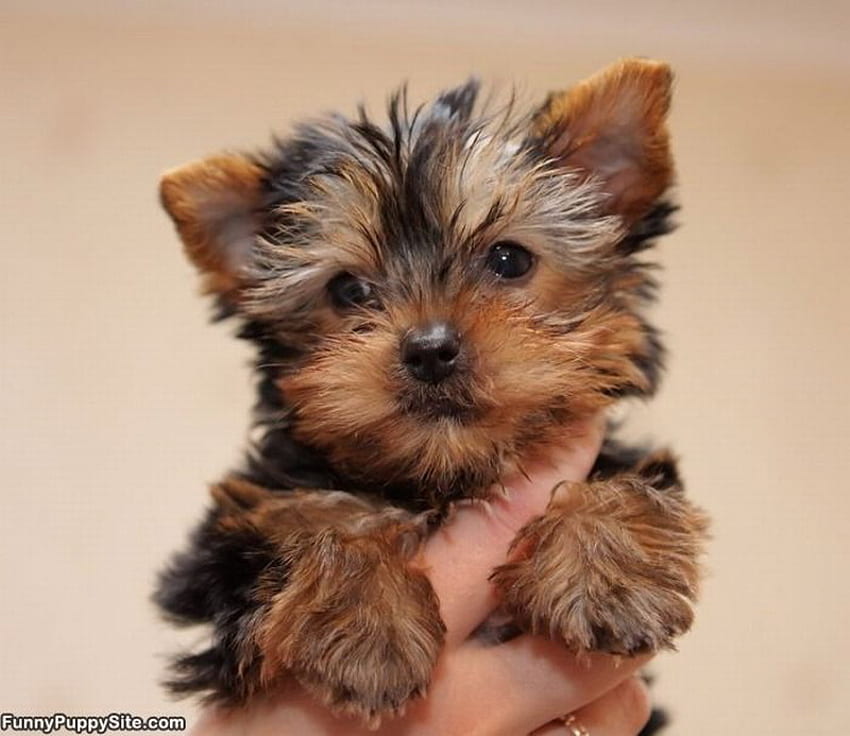 AWW SO CUTE, 달콤한, 귀여운, 강아지, 작은 HD 월페이퍼