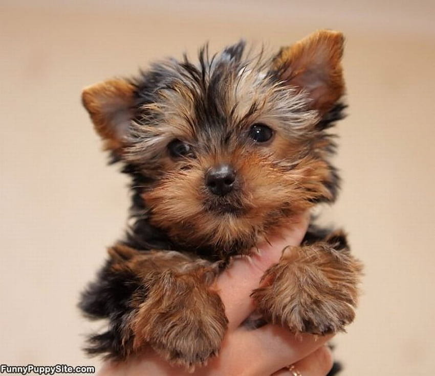 AWW SO CUTE, sweet, cute, puppy, tiny HD wallpaper | Pxfuel