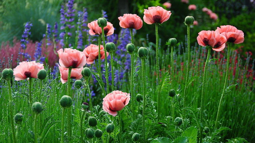 Fiori rosa, papavero, campo di fiori, prato, , , , 4ykqum Sfondo HD