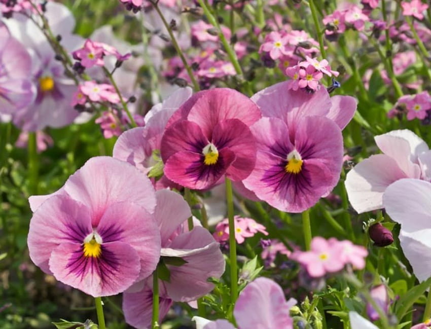 Rosa Stiefmütterchen Garten, Garten, Blumen, rosa Stiefmütterchen HD-Hintergrundbild