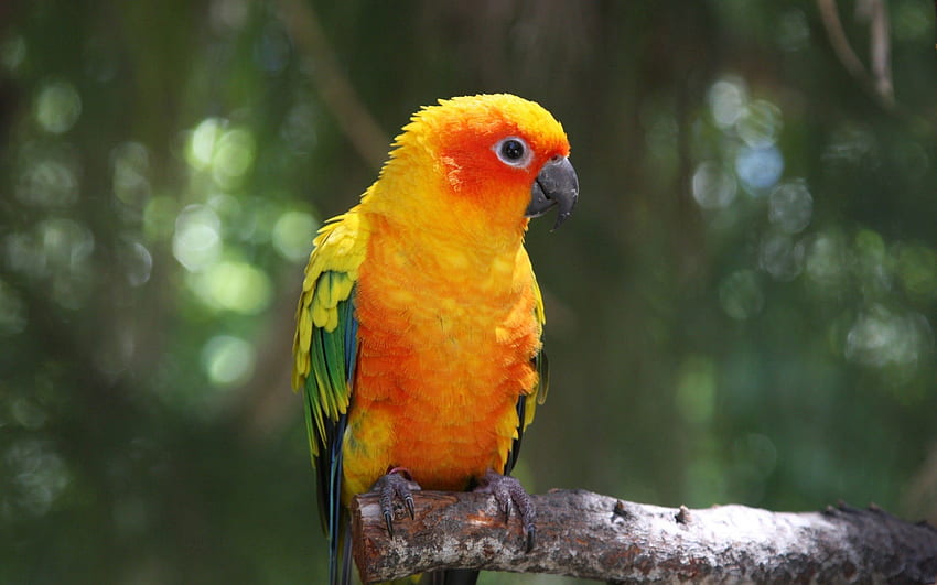 Tiere, Papageien, Vogel, Ast, Farbe HD-Hintergrundbild