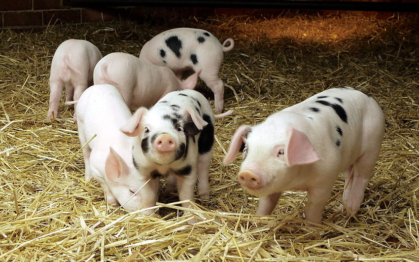 동물, 돼지, 젊은, 작은, 새끼, 건초 HD 월페이퍼