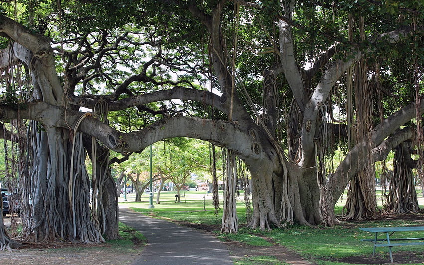 Page 2 | banyan trees HD wallpapers | Pxfuel