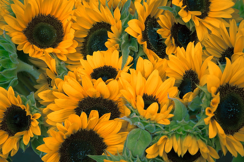 Blumen, Sonnenblumen, viele, Vielzahl HD-Hintergrundbild