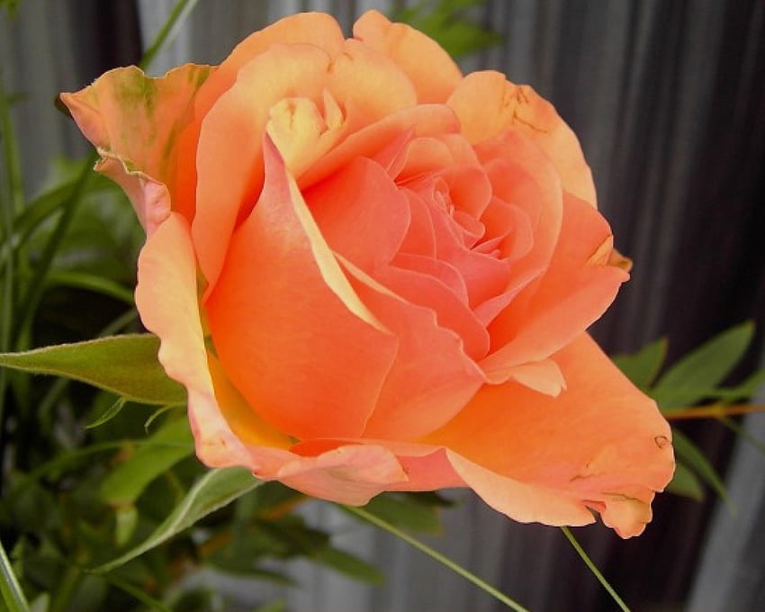Orange rose, flowers, roses HD wallpaper