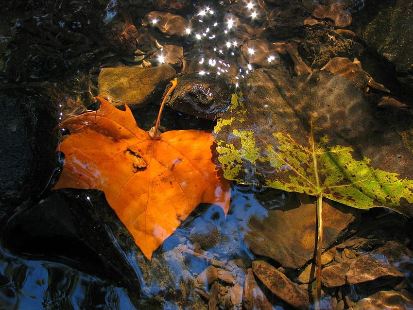 ฤดูใบไม้ร่วง ใบไม้ มาโคร ความชื้น แอ่งน้ำ ลดลง วอลล์เปเปอร์ HD