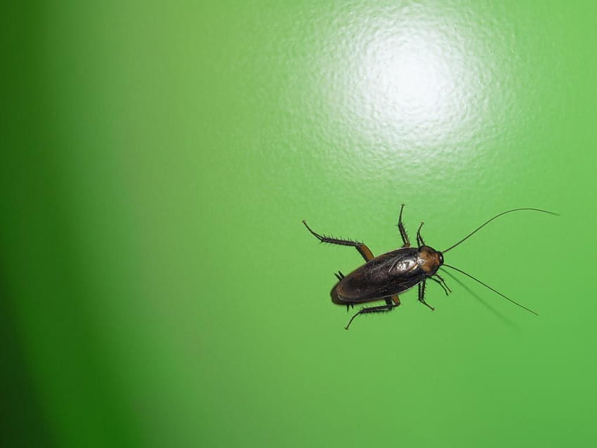 Moving Cockroach - - HD wallpaper