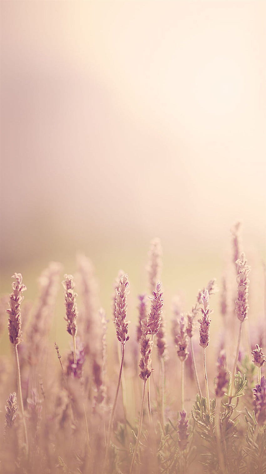 Pure Blurry Land Bokeh HD phone wallpaper