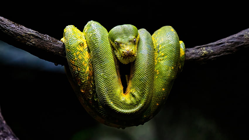 งูหลามสีเขียวสีเหลืองบนกิ่งไม้ในงูพื้นหลังสีดำ วอลล์เปเปอร์ HD