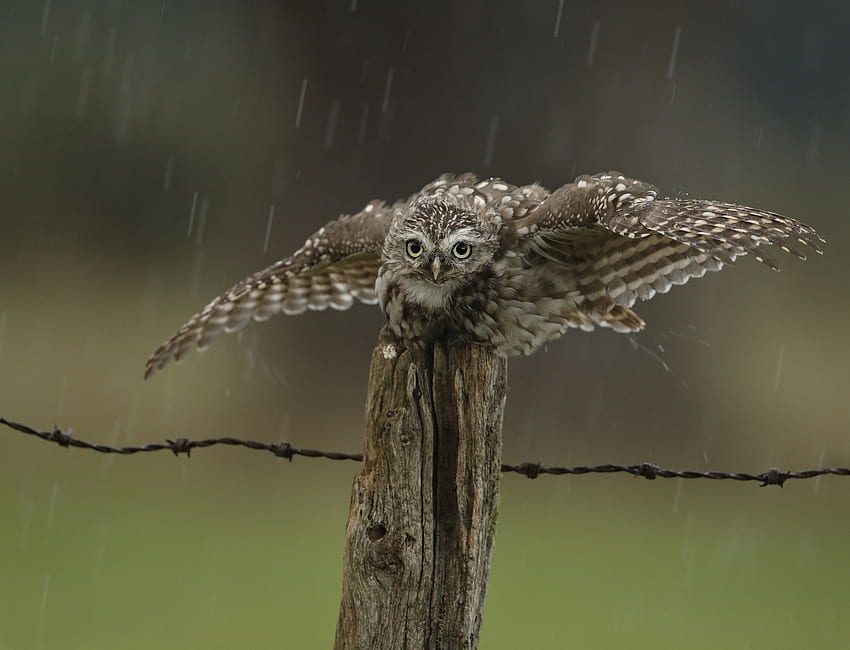rain owl wings birds, Birds In Rain HD wallpaper