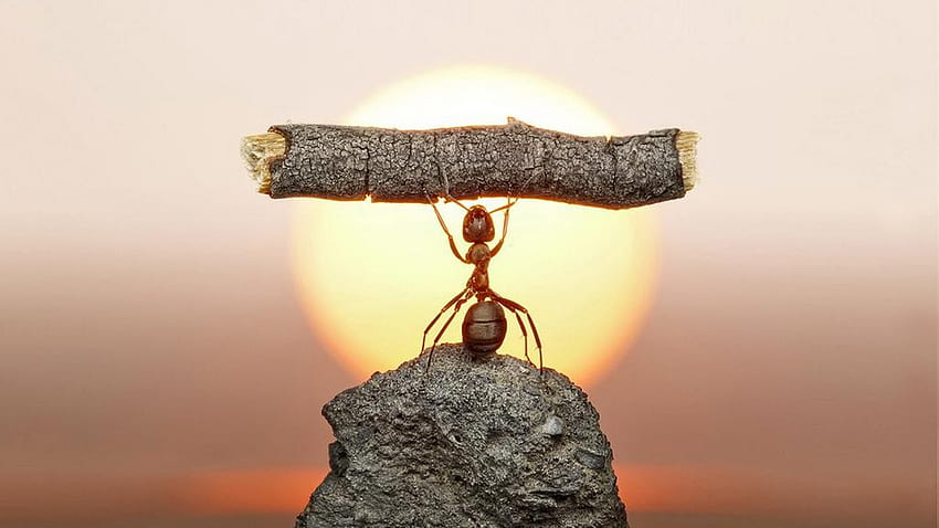 ... weight lifting ant animals ... HD wallpaper