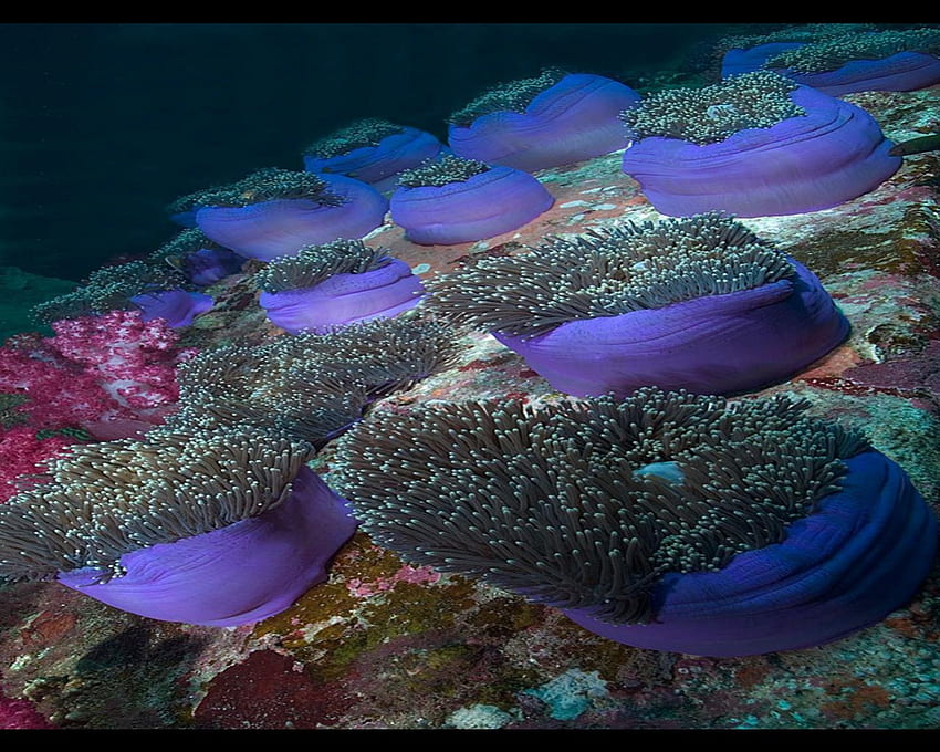 vida marina, azul, nadando, coral, submarino, pez fondo de pantalla