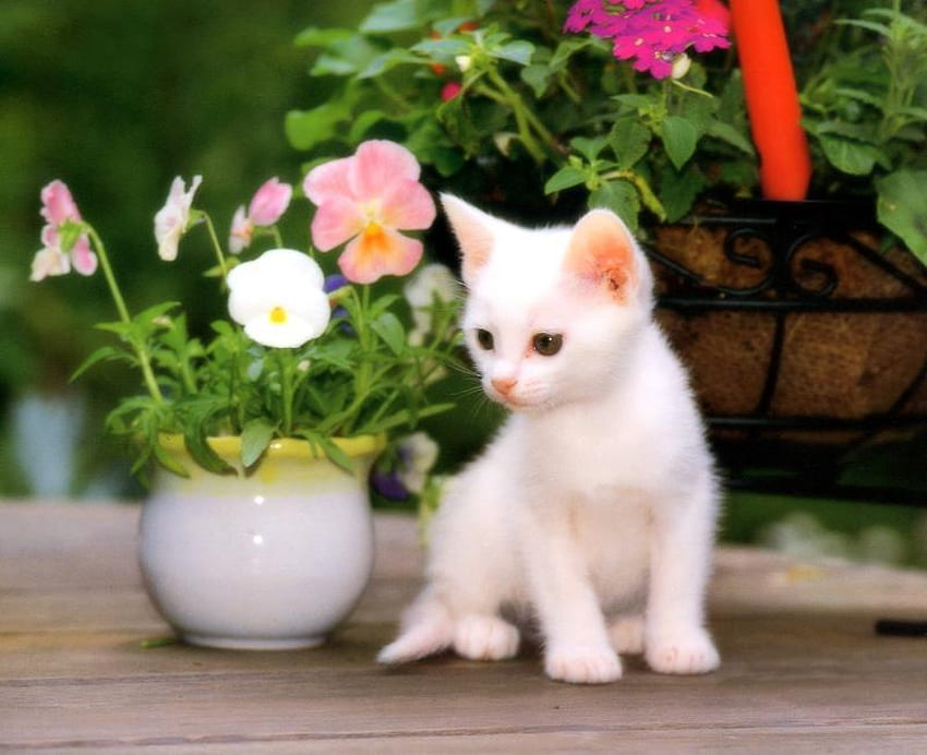 innocent, cat, white, flowers, good HD wallpaper