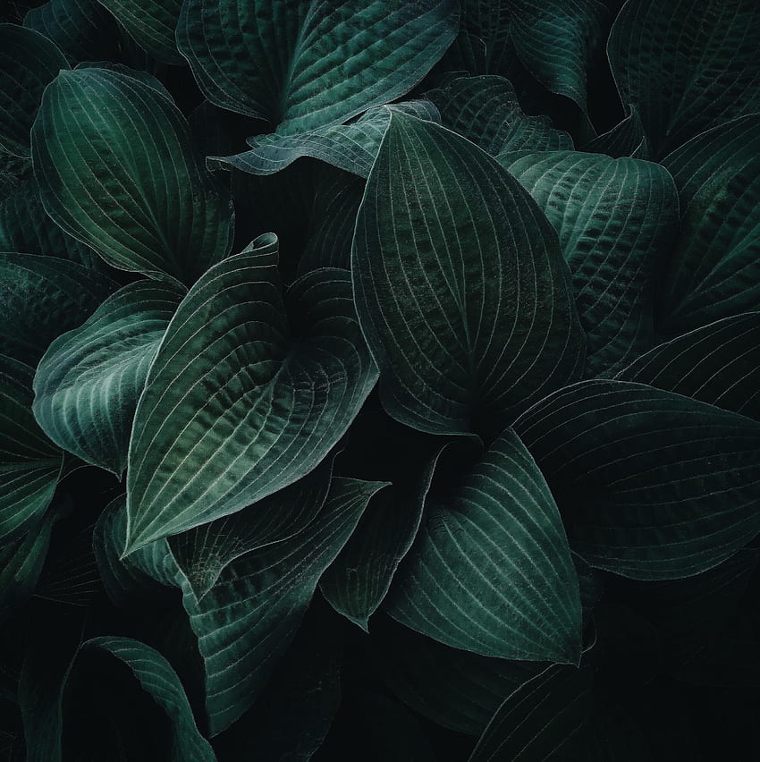 Folhas, Planta, Escuro, Veias, Hosta, Host Papel de parede de celular HD