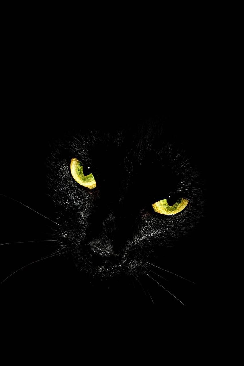 แมวดำ แมวดำตาเขียว วอลล์เปเปอร์โทรศัพท์ HD