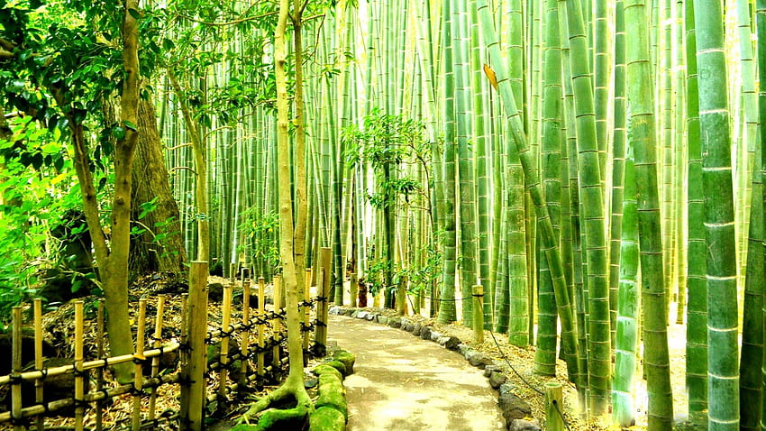 Bamboo Forest Japan Kamakura Uptown, Japanese Bamboo HD wallpaper