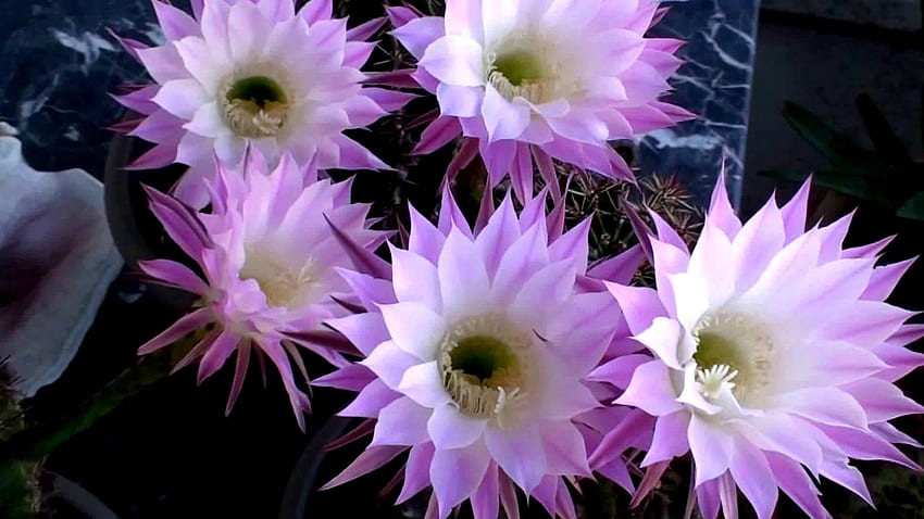 Violet Easter Lily Cactus HD wallpaper