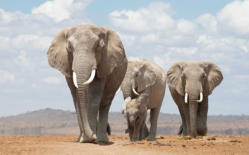 Elephants, desert, animal, pachyderm, elephant HD wallpaper