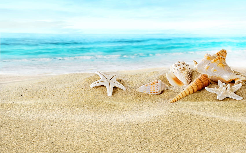 Seashells On Sand Beach For - Beach Background With Seashells HD wallpaper