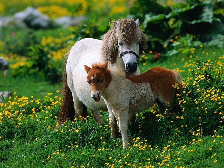 HQ Shetland Pony With Foal HQ, Baby Pony HD wallpaper