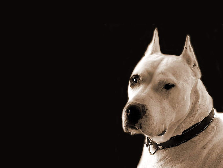 Dogo Argentino . Dogo, Doggo HD wallpaper