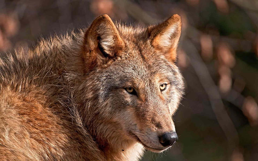 Red Wolf Facts, History, Useful Information and Amazing, Red Wolves HD wallpaper