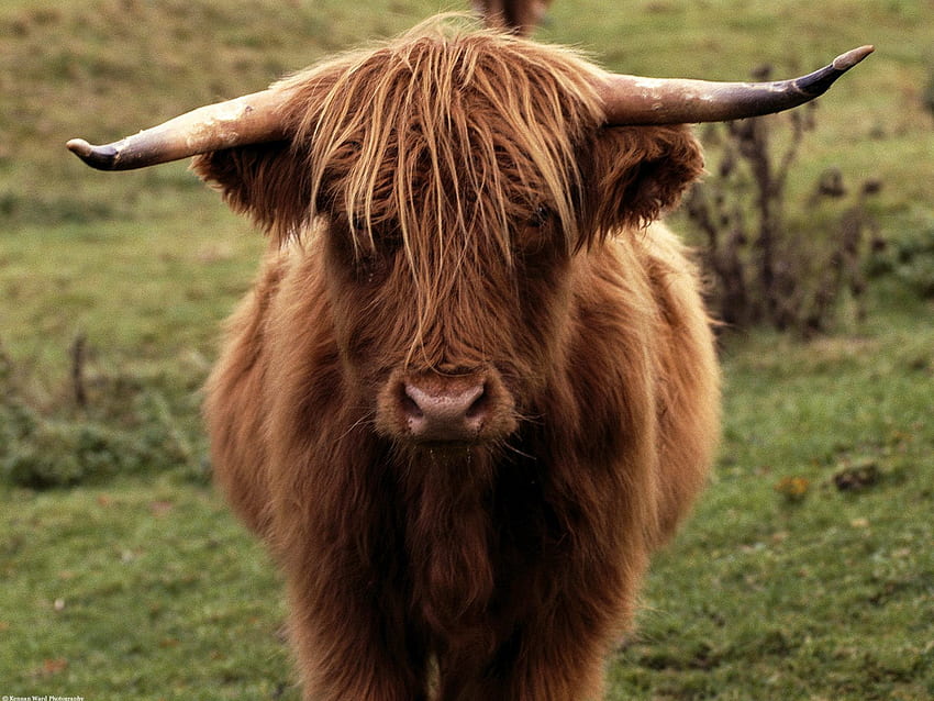 Shetland Cow Scotland , Shetland Cow Scotland , Shetland Cow Scotland, Highland Cow HD wallpaper