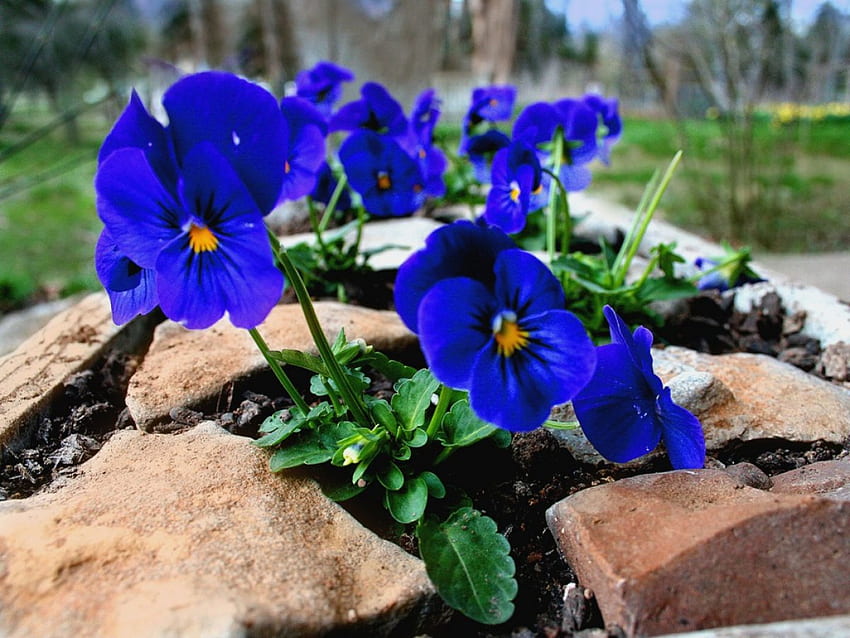 แพนซี่สีฟ้า สีฟ้า ดอกไม้ วอลล์เปเปอร์ HD