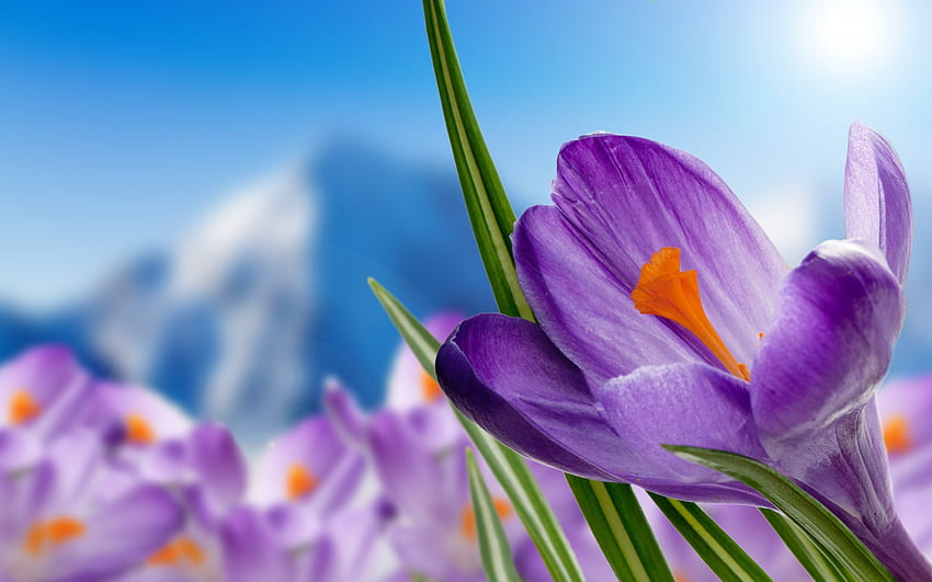 Springtime, crocus, petals, blossoms, flower, mountains HD wallpaper