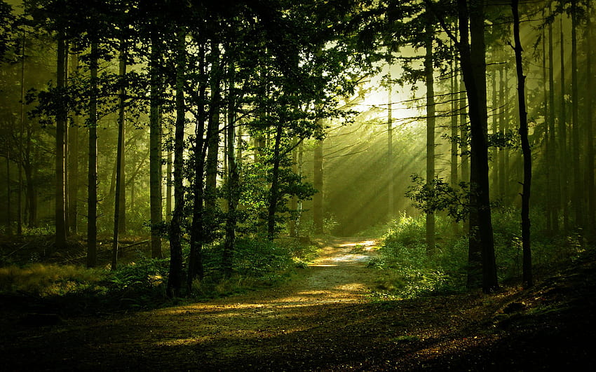 Paysage de forêt du matin (2560×1600). Paysage Forestier, Chemin Forestier, Belle Forêt, 2560 X 1600 Forêt Fond d'écran HD