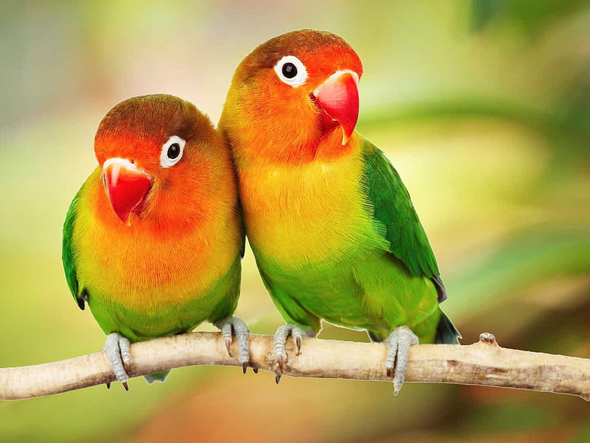 Schöne tropische Vögel Bunte Papageien lieben Vögel Papageien auf Zweig Ultra 1610 Hintergrund für PC & Mac Laptop Tablet Handy, Papagei HD-Hintergrundbild