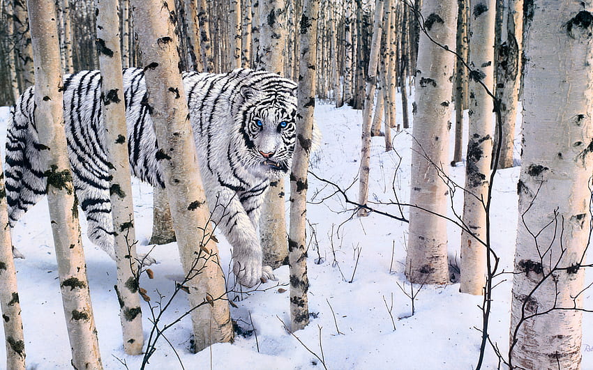 White tiger, iarna, snow, tigru, forest, robert r copple, tree, animal, winter, black, art, tiger HD wallpaper
