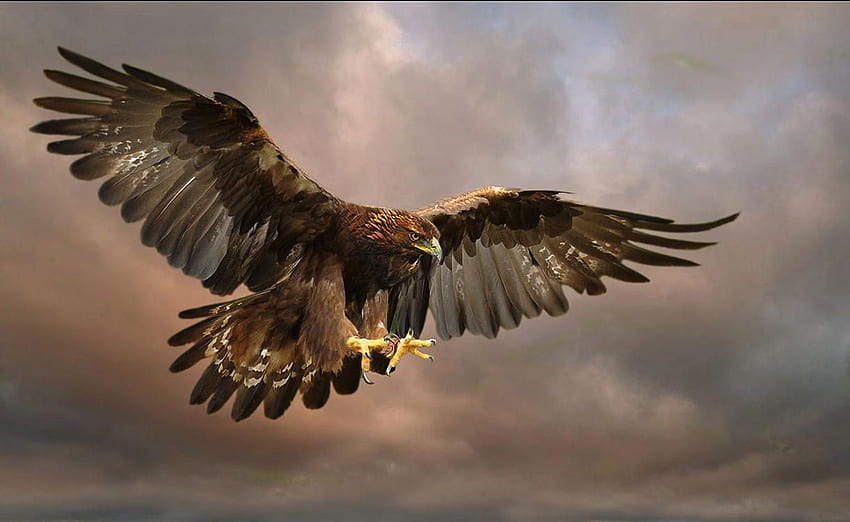 ริเวอร์มิวสิค: Golden Eagle ลงจอด Ronald Coulter ประเภทของนกอินทรี นกอินทรี นกอินทรีสีน้ำตาล วอลล์เปเปอร์ HD