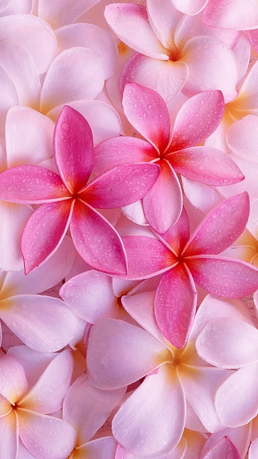ピンクの花、チャンパ HD電話の壁紙