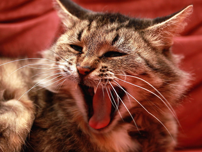 Animals, Cat, Fluffy, Mouth, Meow, Scream, Cry HD wallpaper