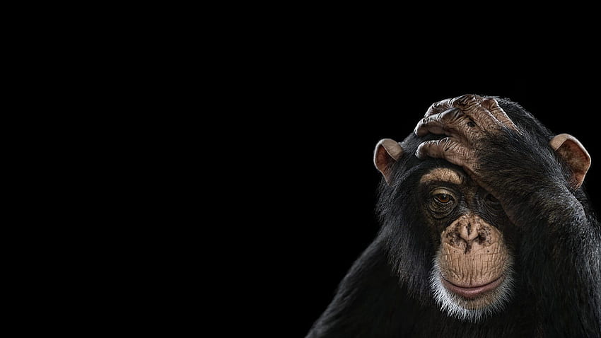 Scimmia divertente nero - - - Punta, Scimmia spaziale Sfondo HD