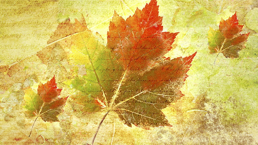 秋のグランジ、firefox ペルソナ、秋、色、金、オレンジ、季節、オーク、カエデ、緑、秋、葉 高画質の壁紙